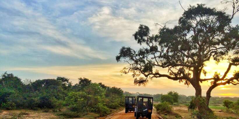 Yala National Park: Half, 7-Hour, or Full-Day Safari & Meals - Key points to know before you book