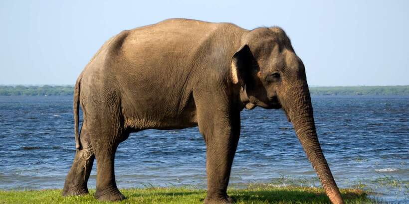 Yala National Park: Half, 7-Hour, or Full-Day Safari & Meals - Pickup from six towns around Yala
