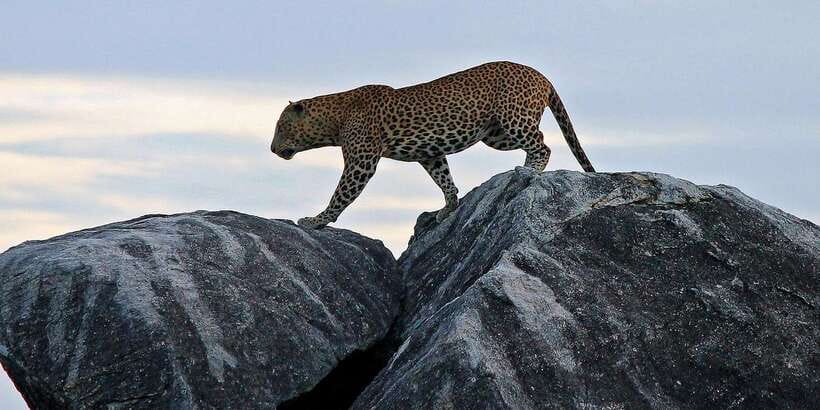 Yala National Park: Half, 7-Hour, or Full-Day Safari & Meals - The Palatupana meal break