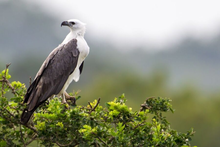 Yala National Park: Half, 7-Hour, or Full-Day Safari & Meals - Is the low price really good value?