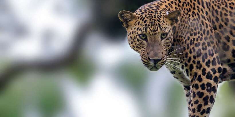 Yala National Park: Half, 7-Hour, or Full-Day Safari & Meals - How to prepare for a rough but rewarding ride
