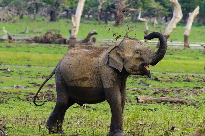 Yala National Park Private Jeep Safari From Colombo & Negombo - Switching to the Yala safari jeep
