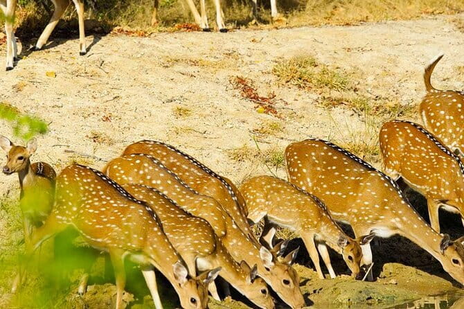 Yala National Park Private Jeep Safari From Colombo & Negombo - Food, water, and small comforts