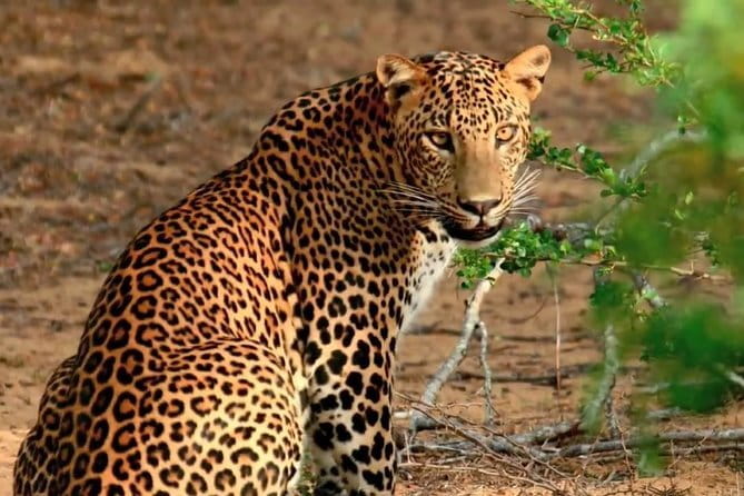Yala National Park Private Jeep Safari From Colombo & Negombo - Is $250 per person good value?