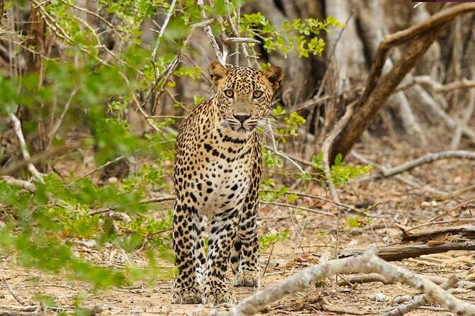 Yala National Park Private Jeep Safari From Colombo & Negombo - What the four-hour safari is really like