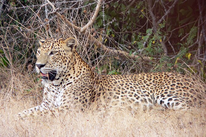 Yala National Park Safari from Bentota - The real prize is a Yala leopard