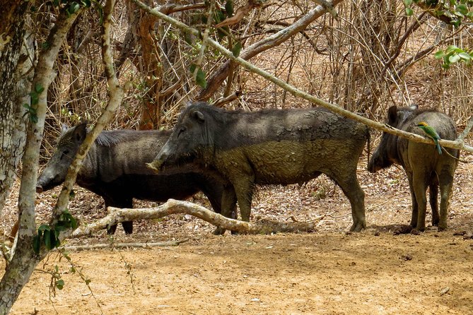 Yala National Park Safari from Bentota - What the three-hour 4WD drive feels like
