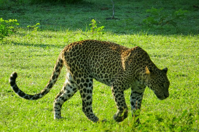 Yala National Park Safari from Bentota - The price: convenient, but not all-inclusive
