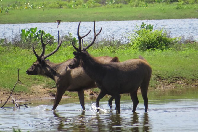 Yala National Park Safari from Bentota - Safety and comfort on rough ground