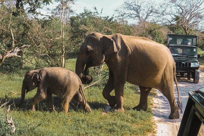 Yala National Park Safari from Bentota - Who will get the most from this outing