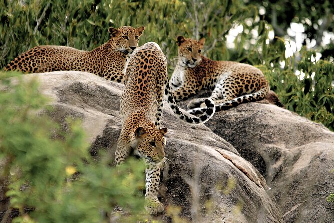 Yala National Park Safari from Bentota - Timing, meals, and small planning details