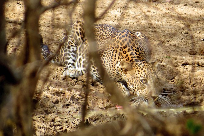 Yala National Park Safari from Bentota - Should you book the Yala safari from Bentota?