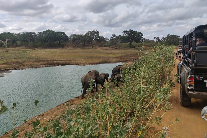 Yala National Park Safari from Bentota - Wildlife sightings: exciting, but never promised