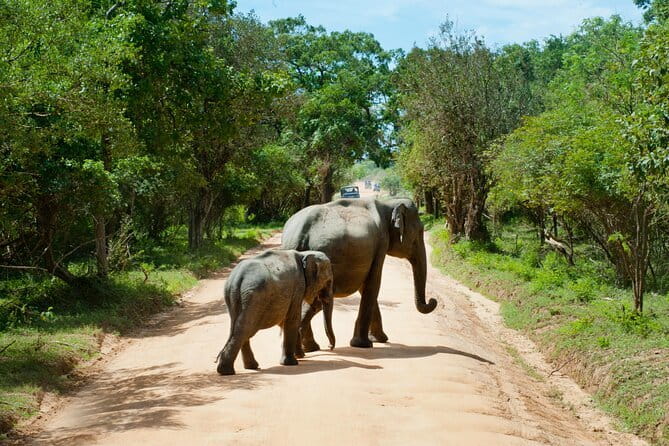 Yala National Park Safari |From Hambantota Port (Shore Excursion) - From Hambantota Port to Yala’s entrance