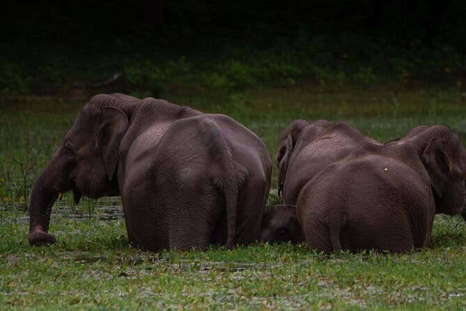 Yala National Park Safari |From Hambantota Port (Shore Excursion) - The animals you may see at Yala