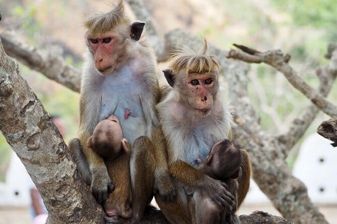 Yala National Park Safari |From Hambantota Port (Shore Excursion) - Who should book this shore excursion?