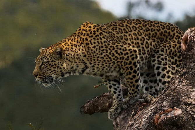 Yala National Park Safari |From Hambantota Port (Shore Excursion) - What the four-hour Yala game drive is like