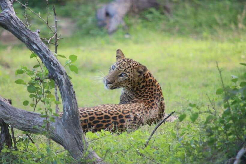 Yala National Park Safari Tour From Hambantota port - What the $57 price really covers