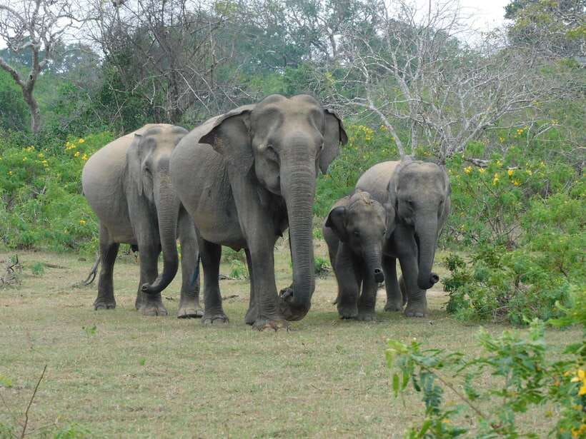Yala National Park Safari Tour From Hambantota port - The safari jeep and the rough park roads