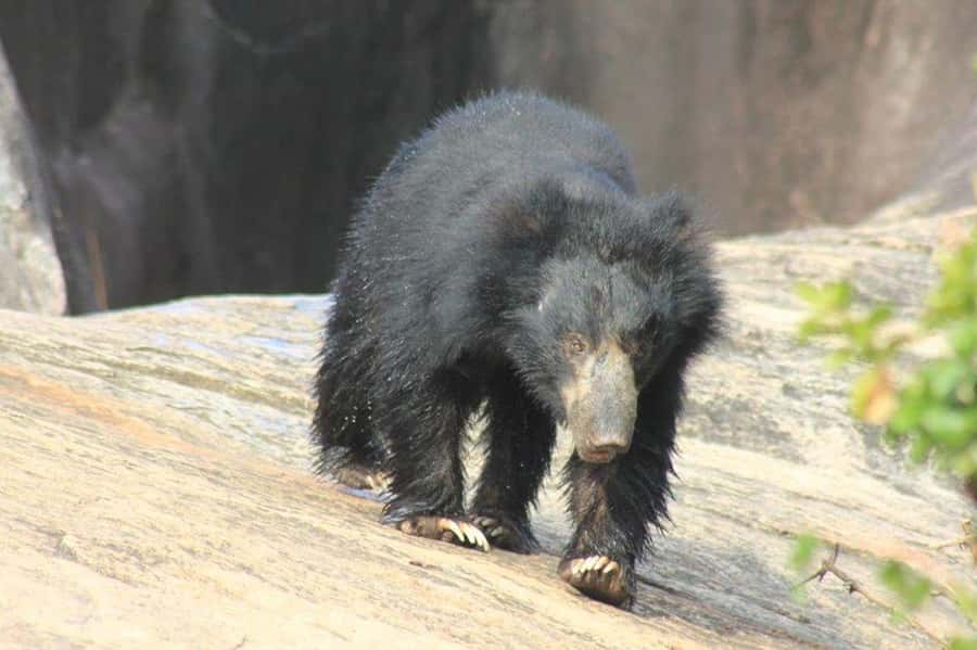YALA National Park Safari Tour : Half day or Full day Tour - Choosing between four hours and twelve