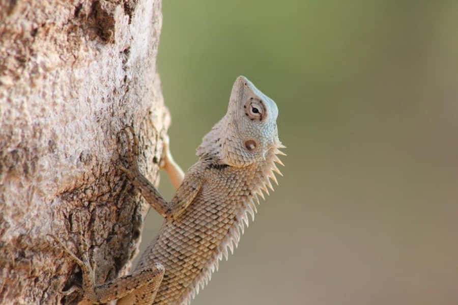 YALA National Park Safari Tour : Half day or Full day Tour - The first two-hour game drive
