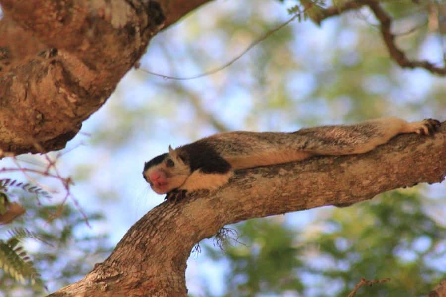 YALA National Park Safari Tour : Half day or Full day Tour - The second game drive adds time and patience