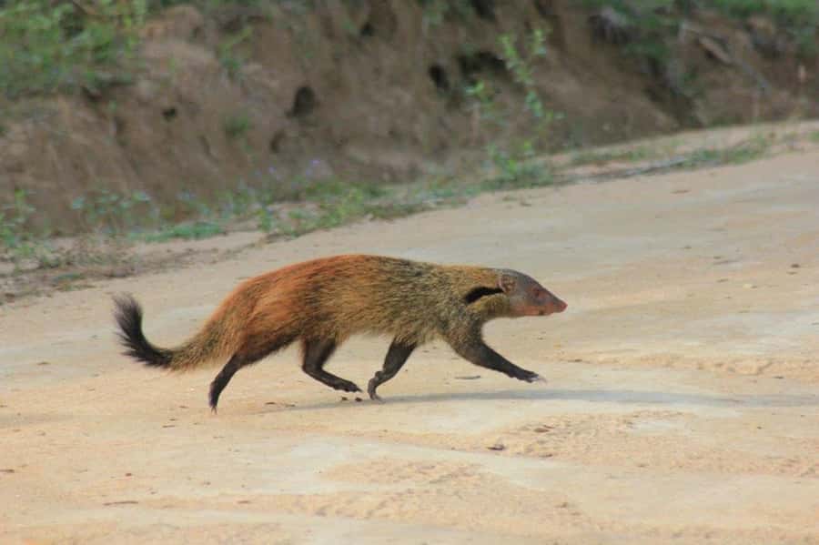 YALA National Park Safari Tour : Half day or Full day Tour - What the jeep ride is really like