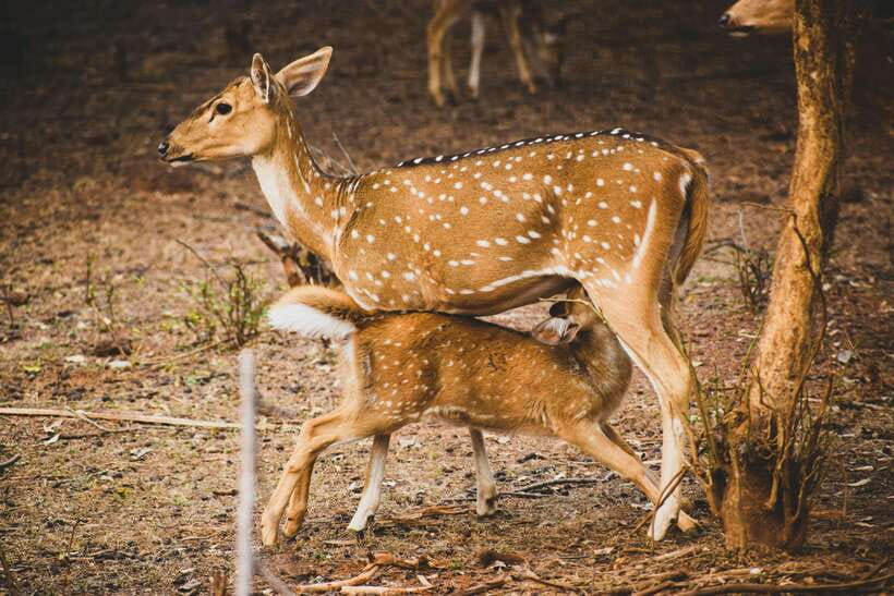 Yala National Park Safari Tours : Half Day & Full Day - Who should book this safari?