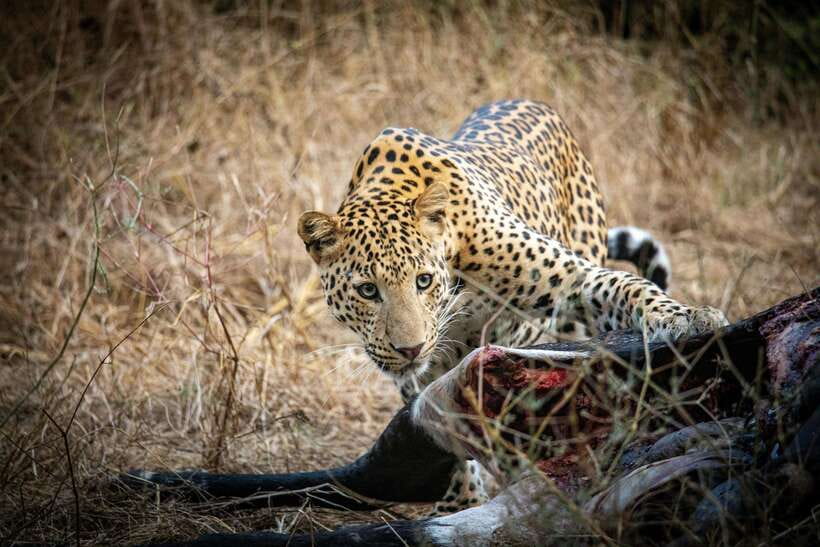 Yala National Park Safari Tours : Half Day & Full Day - What this Yala safari is really like
