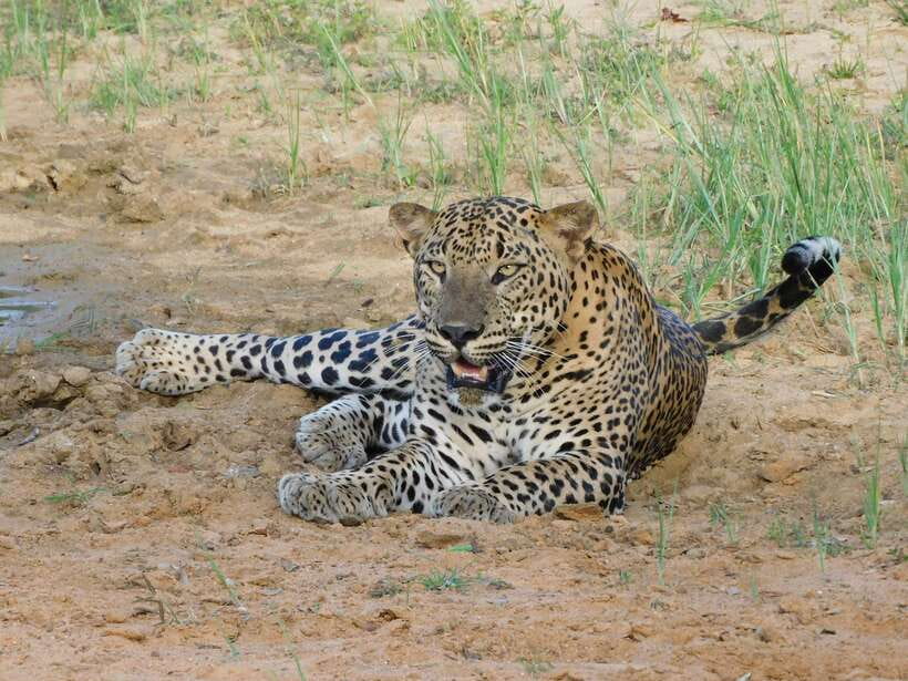 Yala National Park Safari Tours : Half Day & Full Day - Why the full-day safari costs more in energy than money