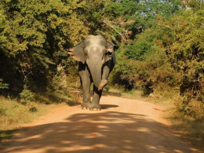 Yala National Park Safari Tours : Half Day & Full Day