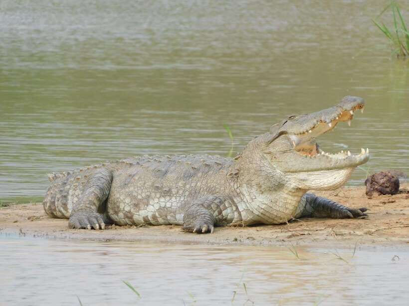 Yala National Park Safari Tours : Half Day & Full Day - Pickup from Tissamaharama and the Yala area