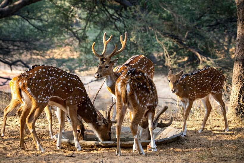 Yala National Park Safari Tours : Half Day & Full Day - The guides are the heart of the experience