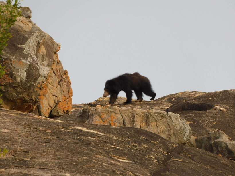 Yala National Park Safari Tours : Half Day & Full Day - What you might see inside the park