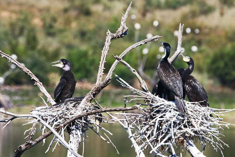 Yala National Park Safari Tours : Half Day & Full Day - Comfort, dust, and the honest drawbacks