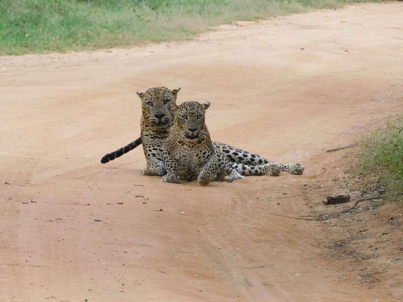 Yala National Park Safari Tours : Half Day & Full Day - Food, drinks, and what to bring