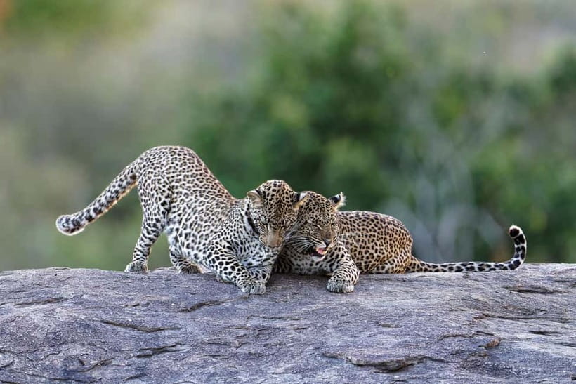 Yala National Park Safari Tours: Morning/Evening/Full Day - Key points before you book