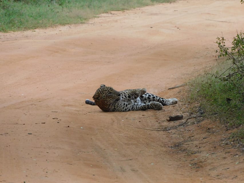 Yala National Park Safari Tours: Morning/Evening/Full Day - Practical tips for a smoother safari