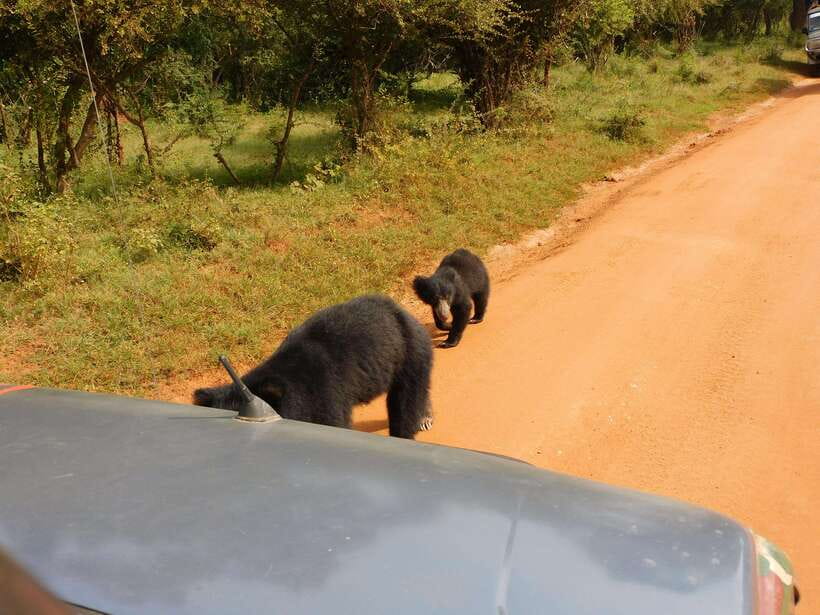 Yala National Park Safari Tours: Morning/Evening/Full Day - Pickup from Tissamaharama and the Yala villages