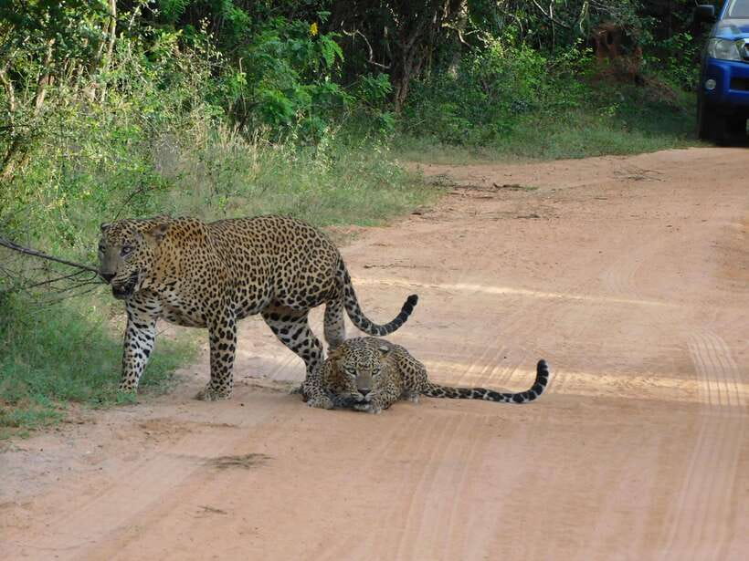 Yala National Park Safari Tours: Morning/Evening/Full Day - What the safari jeep adds to the day