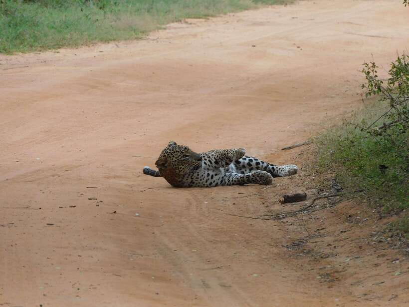 Yala National Park Safari Tours: Morning/Evening/Full Day - Breakfast by the water and lunch by the coast