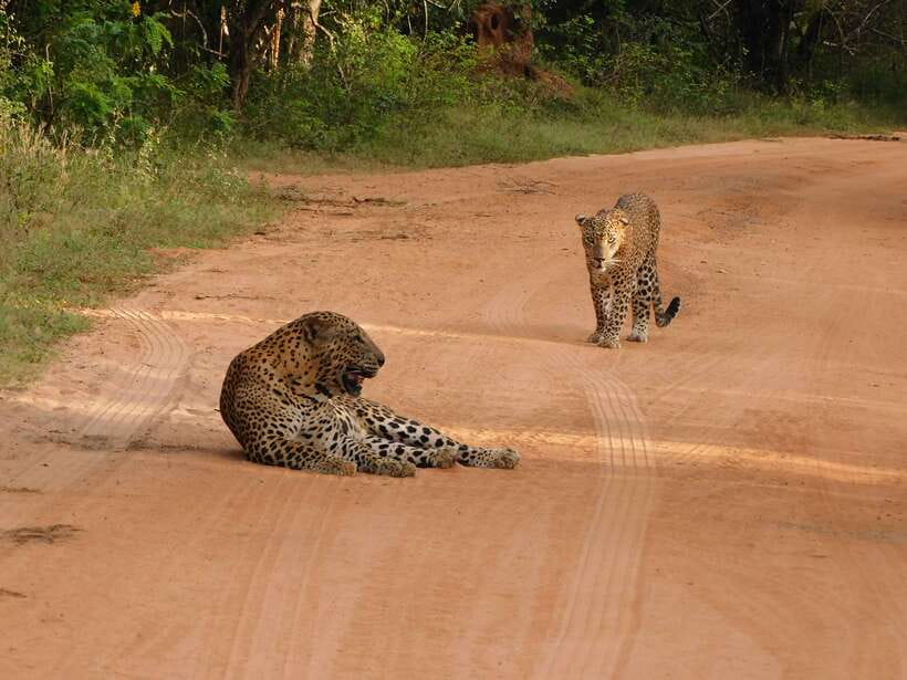 Yala National Park Safari Tours: Morning/Evening/Full Day - Elephants, crocodiles, birds, and the smaller finds