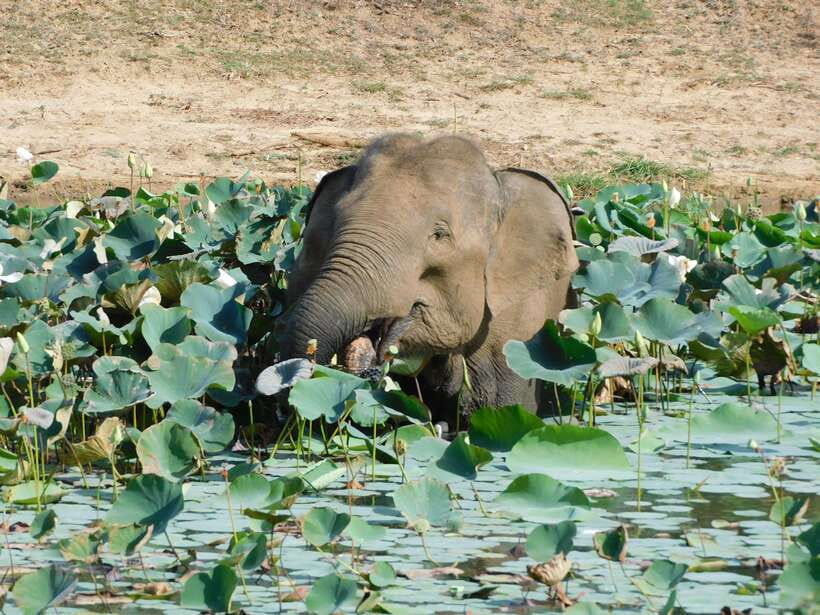 Yala National Park Safari Tours: Morning/Evening/Full Day - How much value do you get for $25?