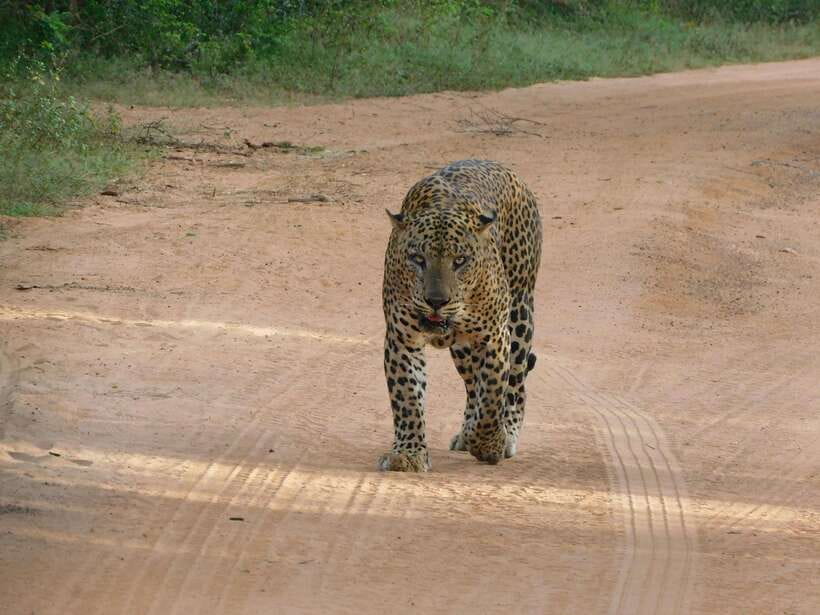 Yala National Park Safari Tours: Morning/Evening/Full Day - Choosing between seven hours, five hours, and twelve