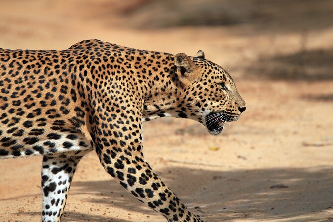 Yala National Park Wildlife Safari/ Game Drive - by Ajith Safari - What the four-hour drive feels like