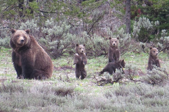 Yellowstone National Park - Full-Day Lower Loop Tour from Jackson - One Long Day, Nearly All the Big Sights