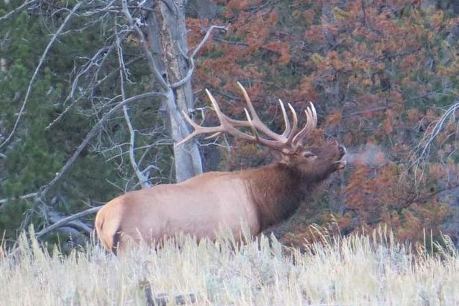 Yellowstone National Park - Full-Day Lower Loop Tour from Jackson - Grand Teton National Park Comes First