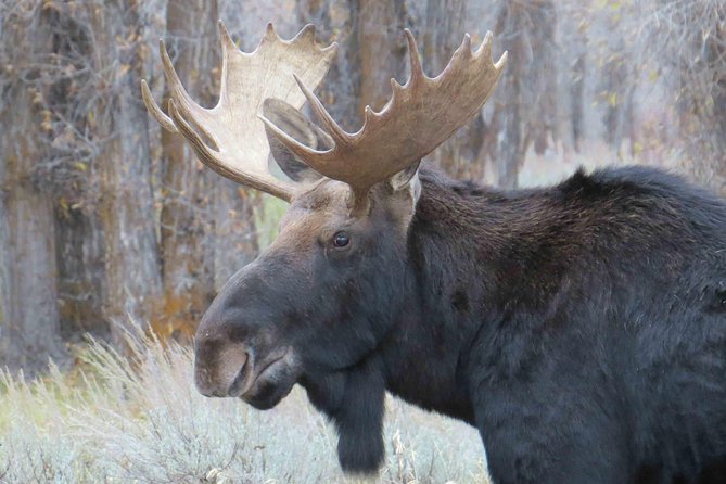 Yellowstone National Park - Full-Day Lower Loop Tour from Jackson - The Grand Canyon and Two Powerful Waterfalls