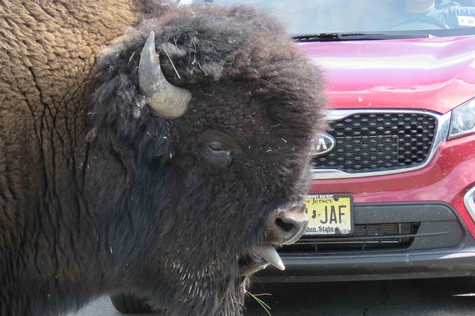 Yellowstone National Park - Full-Day Lower Loop Tour from Jackson - What the $375 Price Really Covers