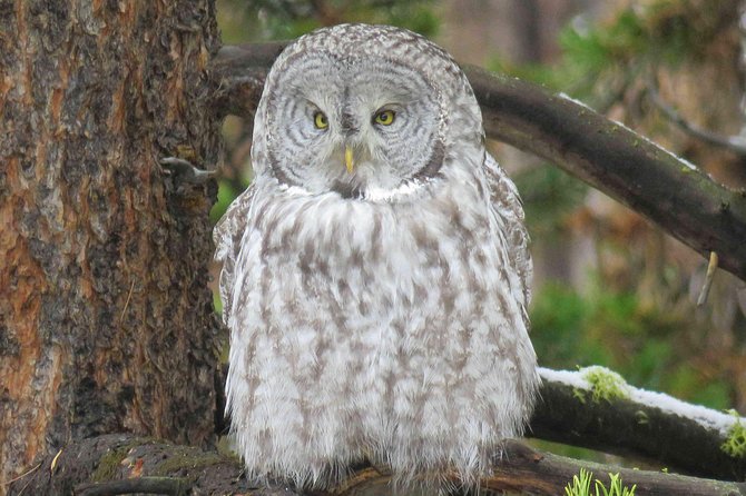 Yellowstone National Park - Full-Day Lower Loop Tour from Jackson - The Guides Make the Difference